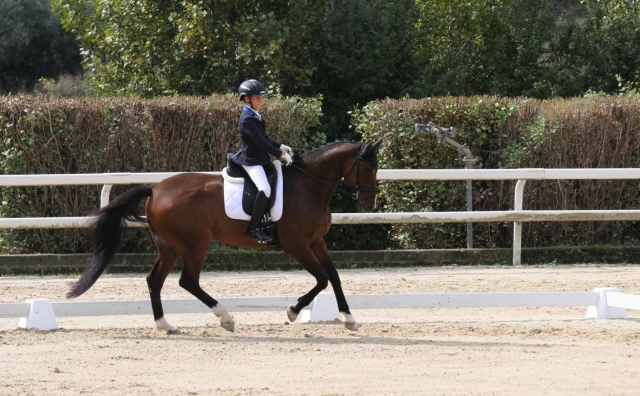 Dressage