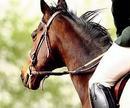 Riabilitazione Equestre