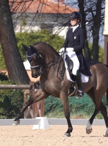 Dressage